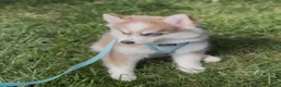 Pomsky dogs for sale: Pomsky Puppy 1 - Ad 5