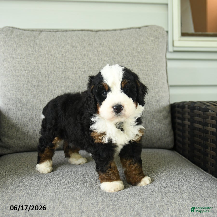 Bernedoodle dogs Serenade - Ad 1
