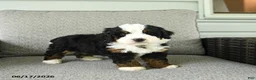 Bernedoodle dogs for sale: Serenade - Ad 1