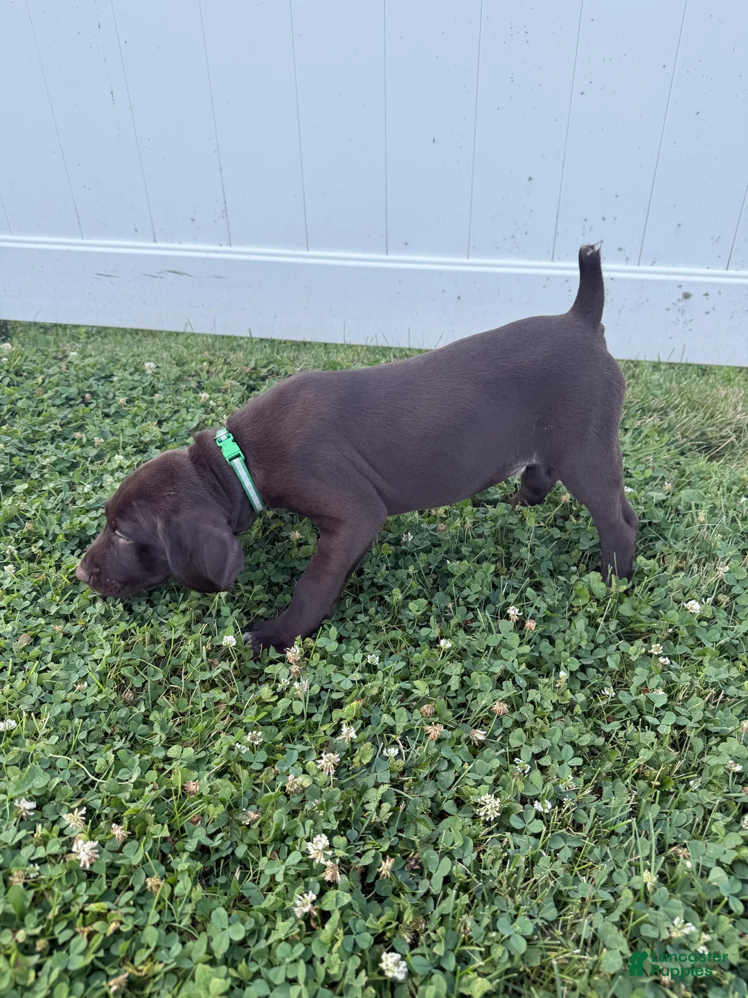 German Shorthaired Pointer dogs for sale: Scout - Ad 1