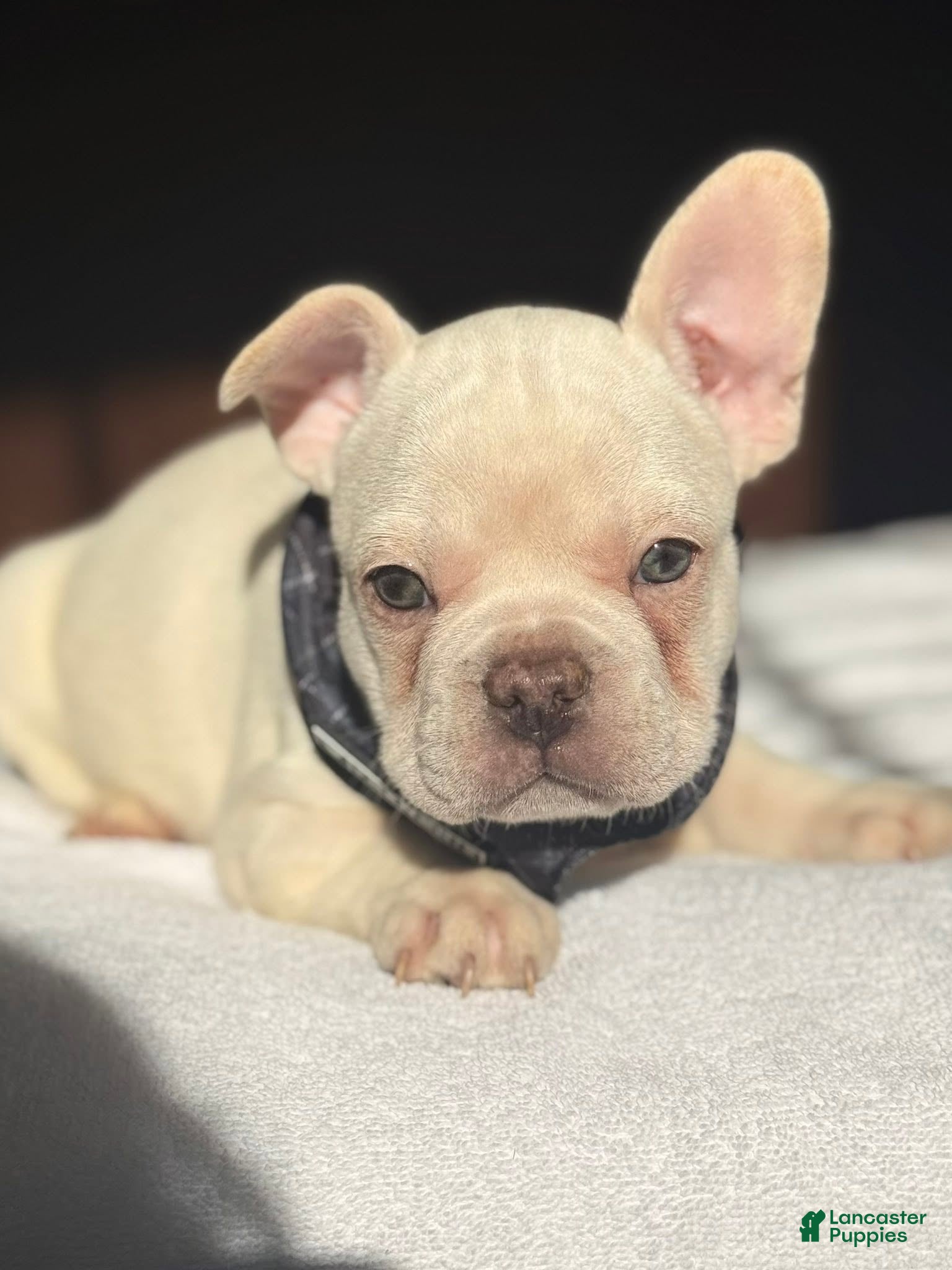 French Bulldog dogs Chocolate Cream - Ad 1