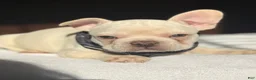 French Bulldog dogs for sale: Chocolate Cream - Ad 1