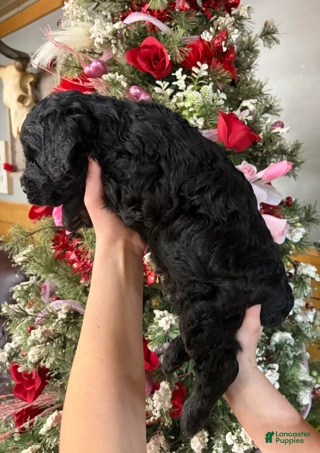 Goldendoodle dogs for sale: Goldendoodle Puppy 2 - Ad 4