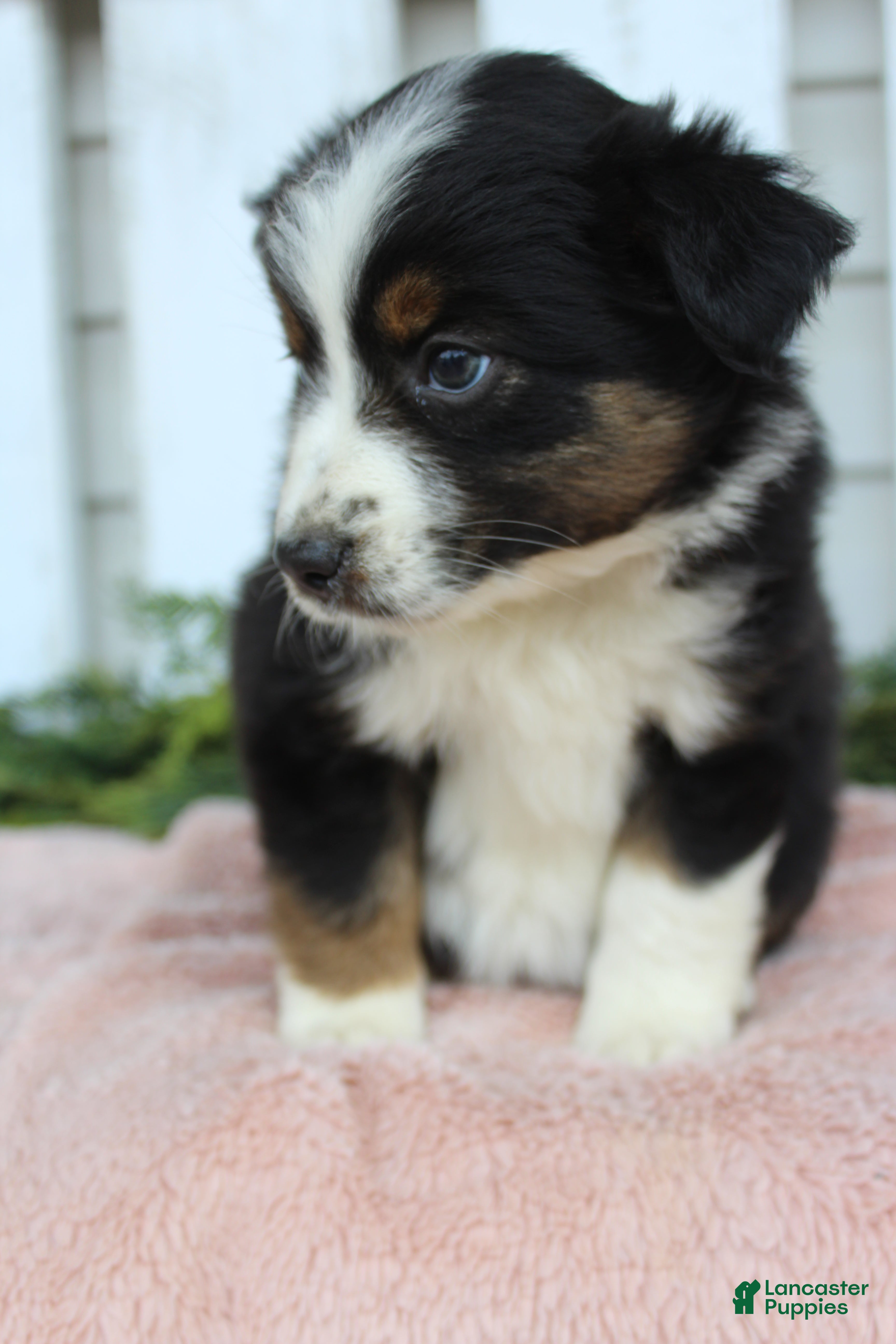 Miniature Australian Shepherd dogs Miniature Australian Shepherd 2 - Ad 8