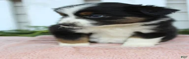 Miniature Australian Shepherd 2