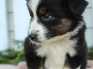 Miniature Australian Shepherd dogs Miniature Australian Shepherd 2 - Ad 3