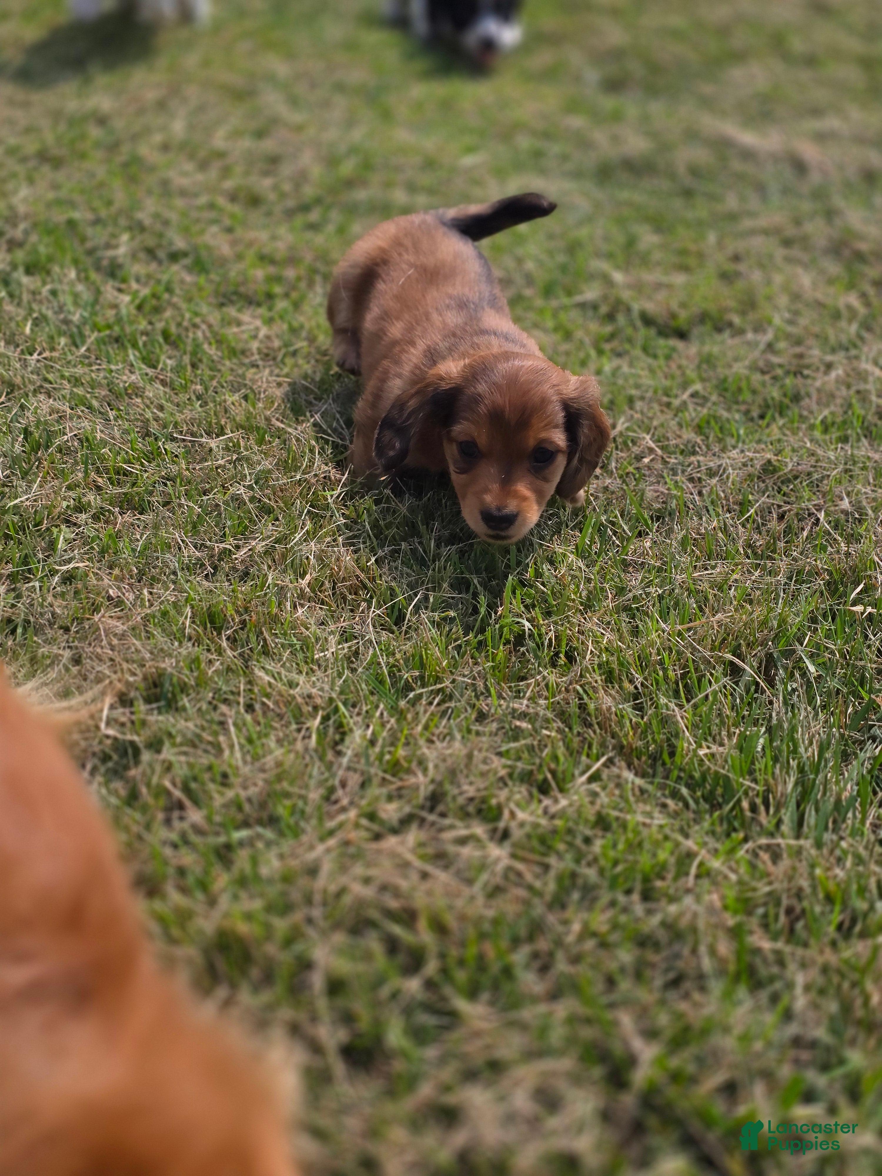 Miniature Dachshund dogs Deuce - Ad 1
