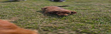 Deuce