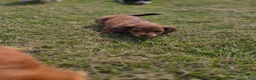Miniature Dachshund dogs for sale: Deuce - Ad 1
