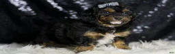 Mini Goldendoodle dogs for sale: Beau - Ad 4
