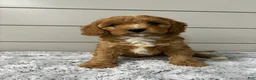 Cavapoo dogs for sale: Nova - Ad 5