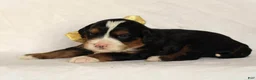 Mini Bernedoodle dogs for sale: Ashland - Ad 4