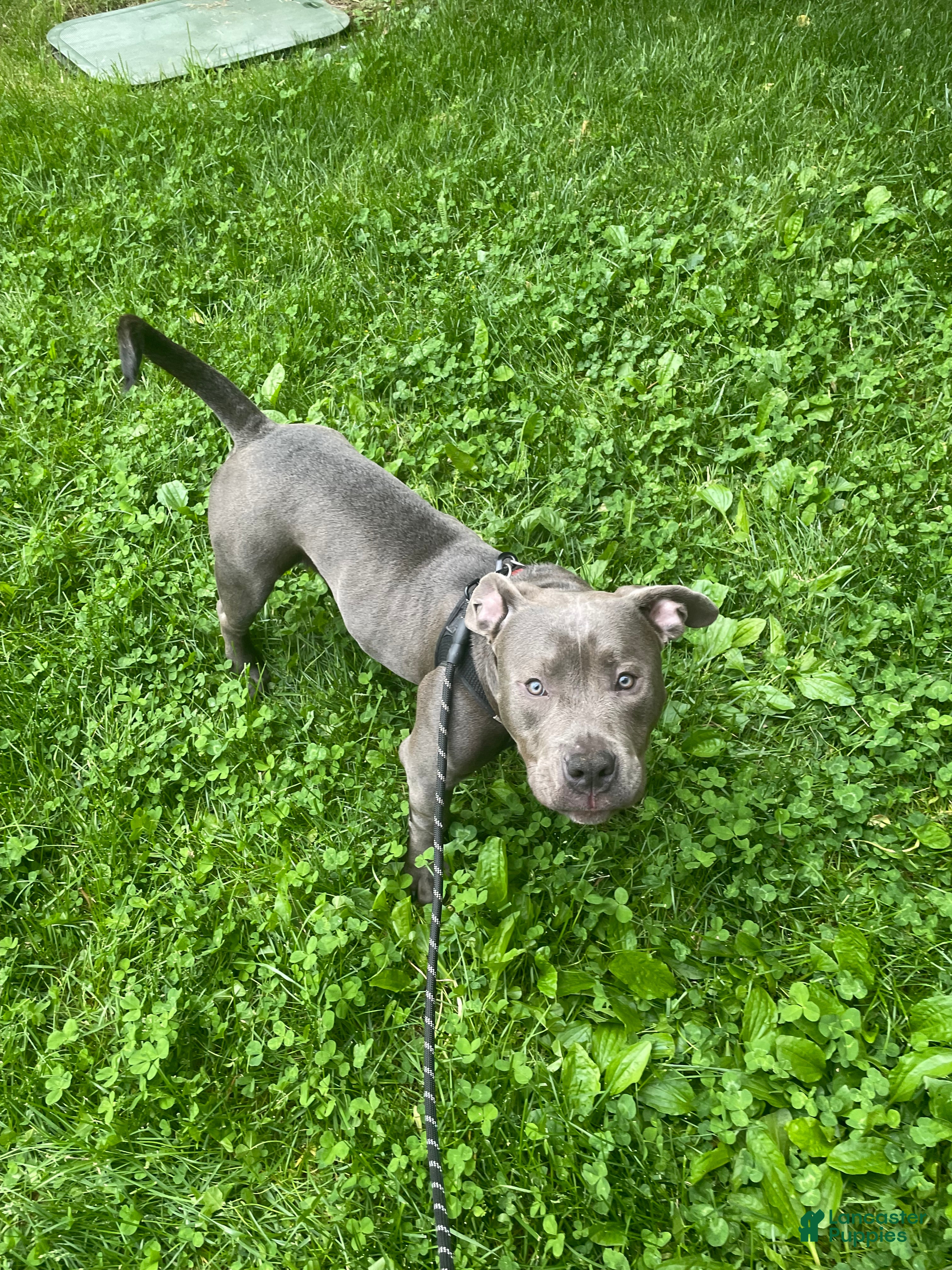 American Bully dogs Rocko - Ad 2