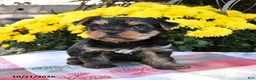 Yorkshire Terrier dogs for sale: Bently - Ad 3