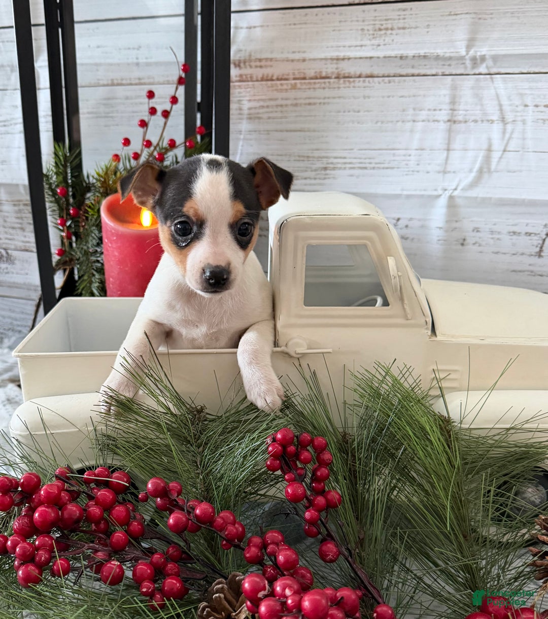 Toy Fox Terrier dogs for sale: Taffy - Ad 5