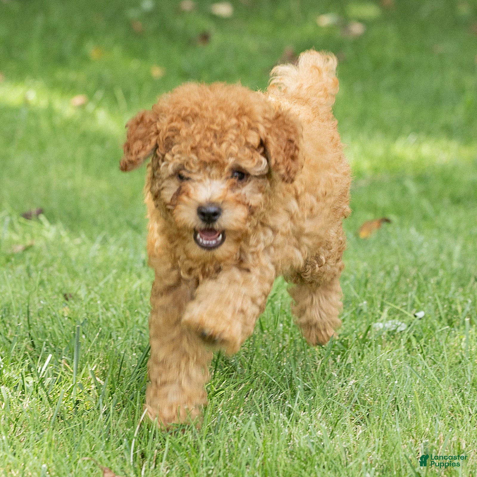 Miniature Poodle dogs Treasure Miniature Poodle  - Ad 2