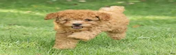 Miniature Poodle dogs for sale: Treasure Miniature Poodle  - Ad 2