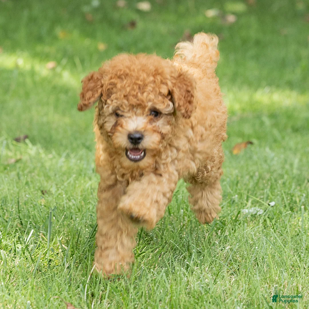 Miniature Poodle dogs for sale: Treasure Miniature Poodle  - Ad 2