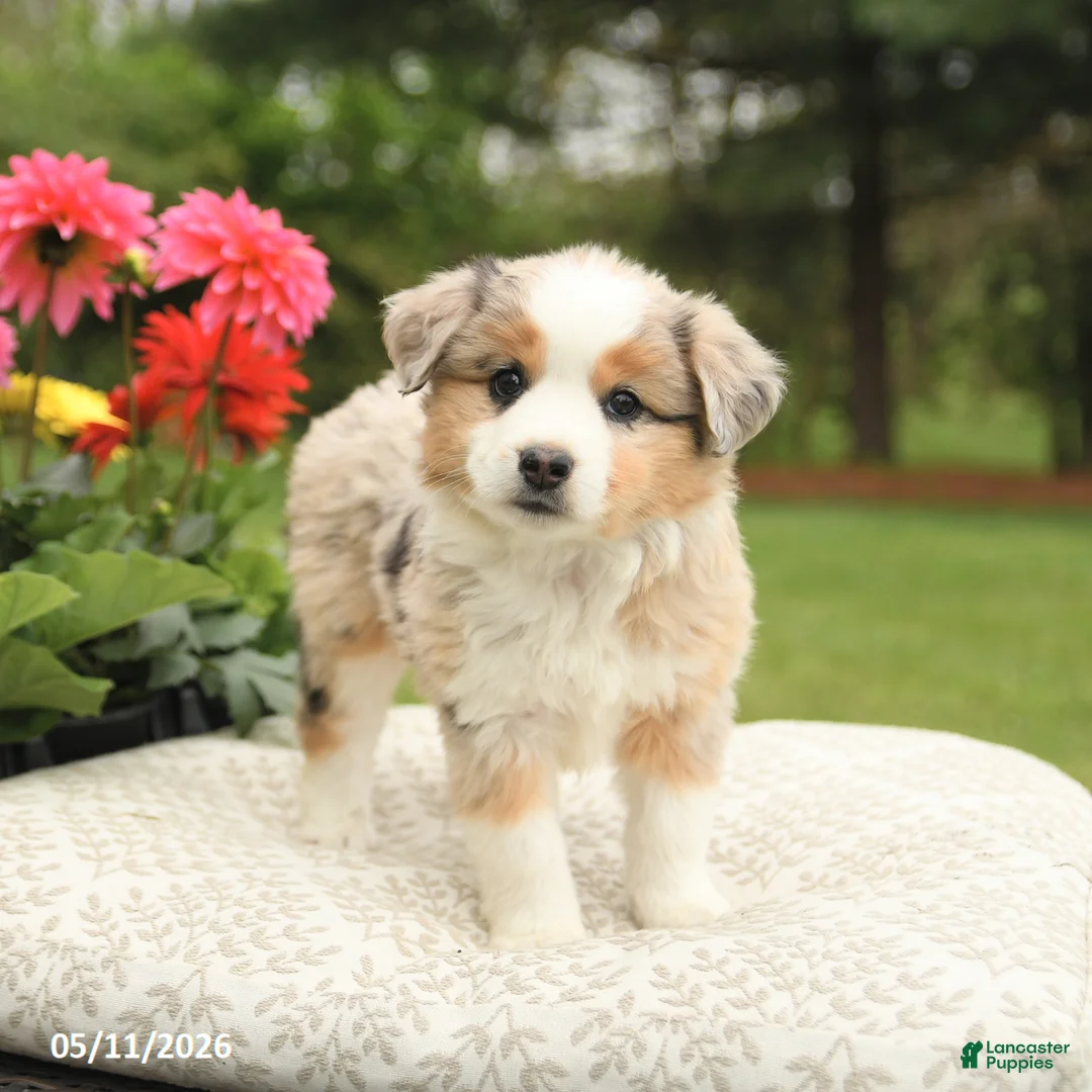 Miniature Australian Shepherd dogs for sale: Sharla - Ad 1