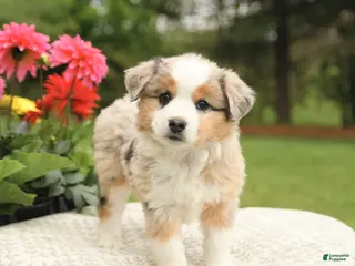 Miniature Australian Shepherd dogs for sale: Sharla - Ad 2