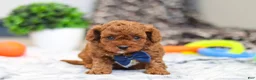 Cavapoo dogs for sale: Anson - Ad 14