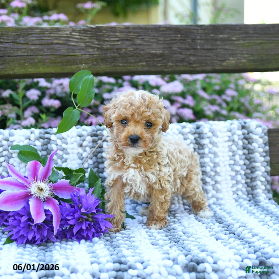 Miniature Poodle dogs for sale: Crawford - Ad 3