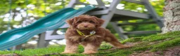 Mini Aussiedoodle dogs for sale: Tucker - Ad 4
