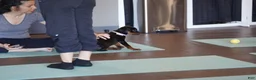 Rottweiler dogs for sale: Purple Collar - Ad 6