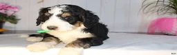 Bernedoodle dogs for sale: Cupid's Arrow - Ad 2