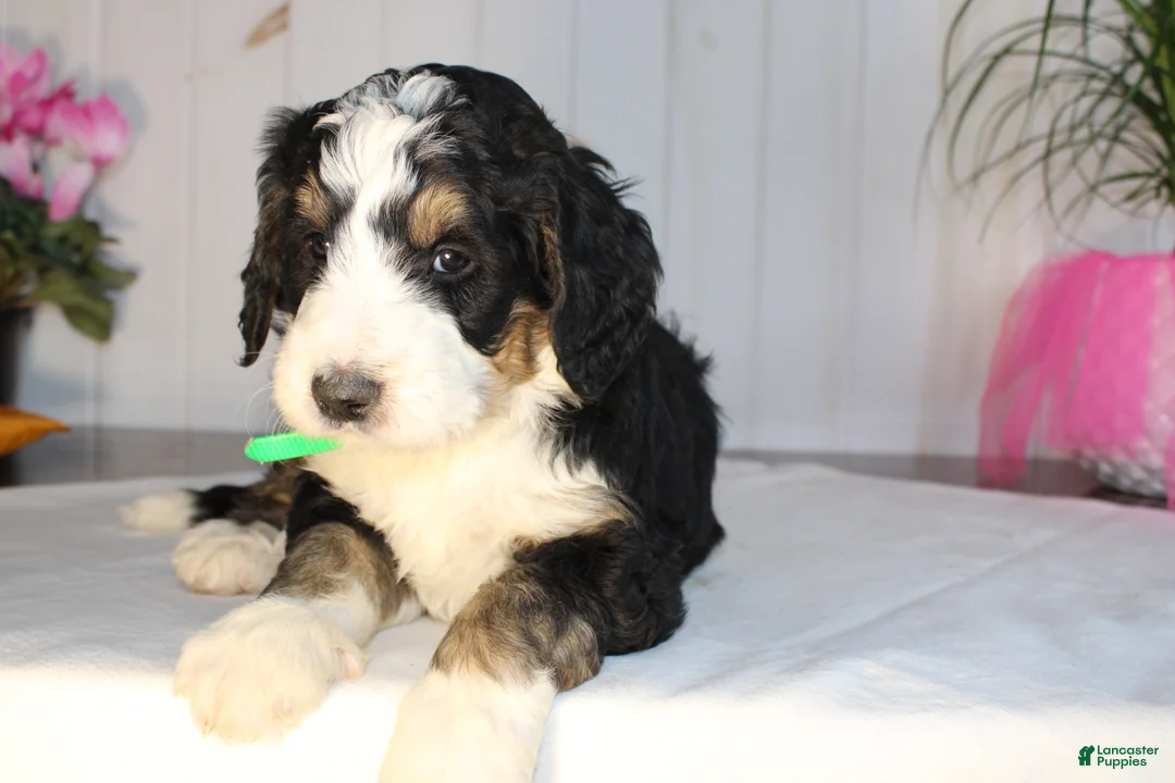 Bernedoodle dogs for sale: Cupid's Arrow - Ad 2