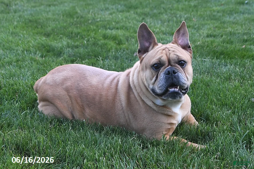 Mixed Breed dogs for sale: Wendy - Ad 3