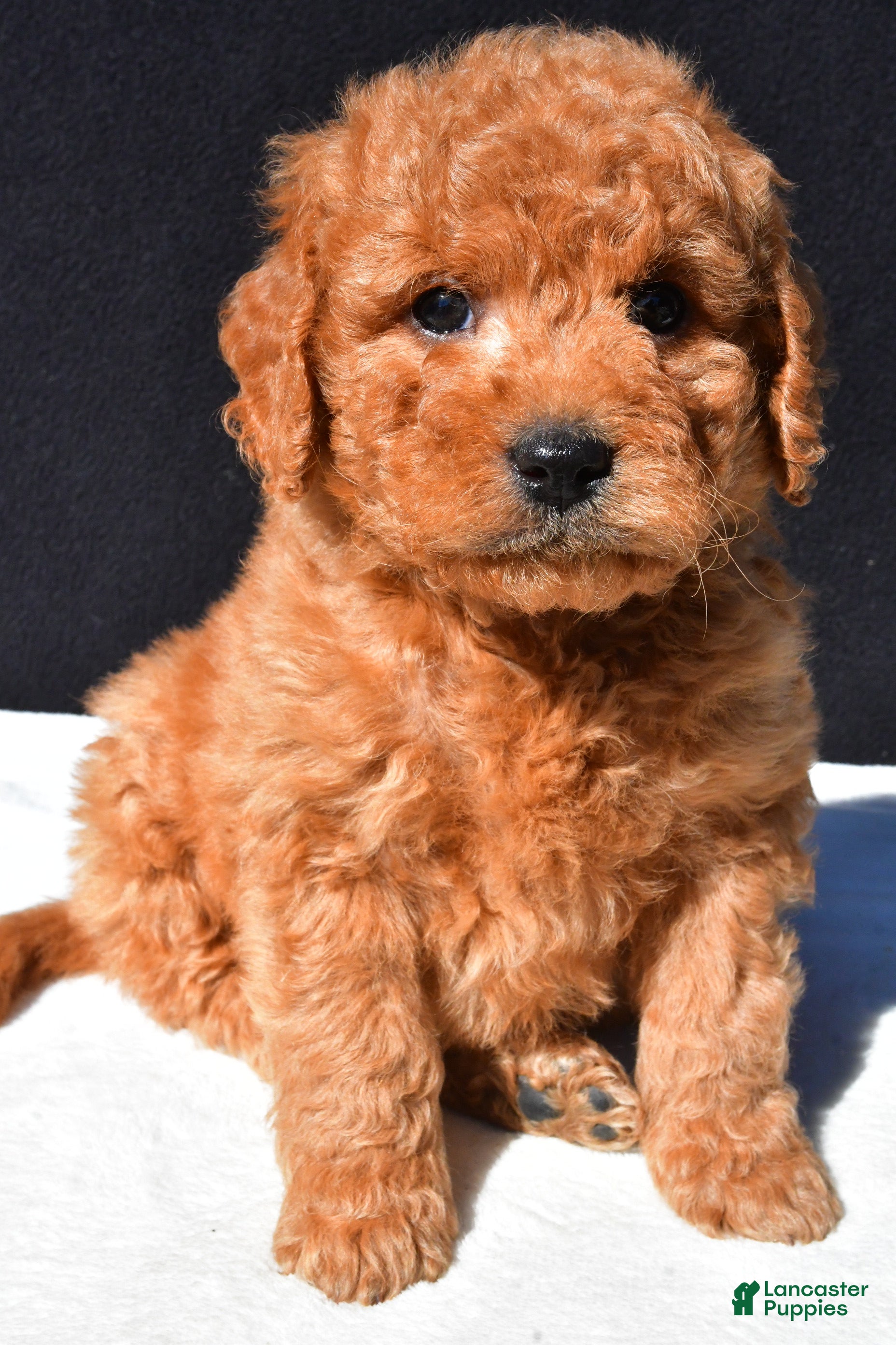 Mini Goldendoodle dogs Teddy - Ad 1