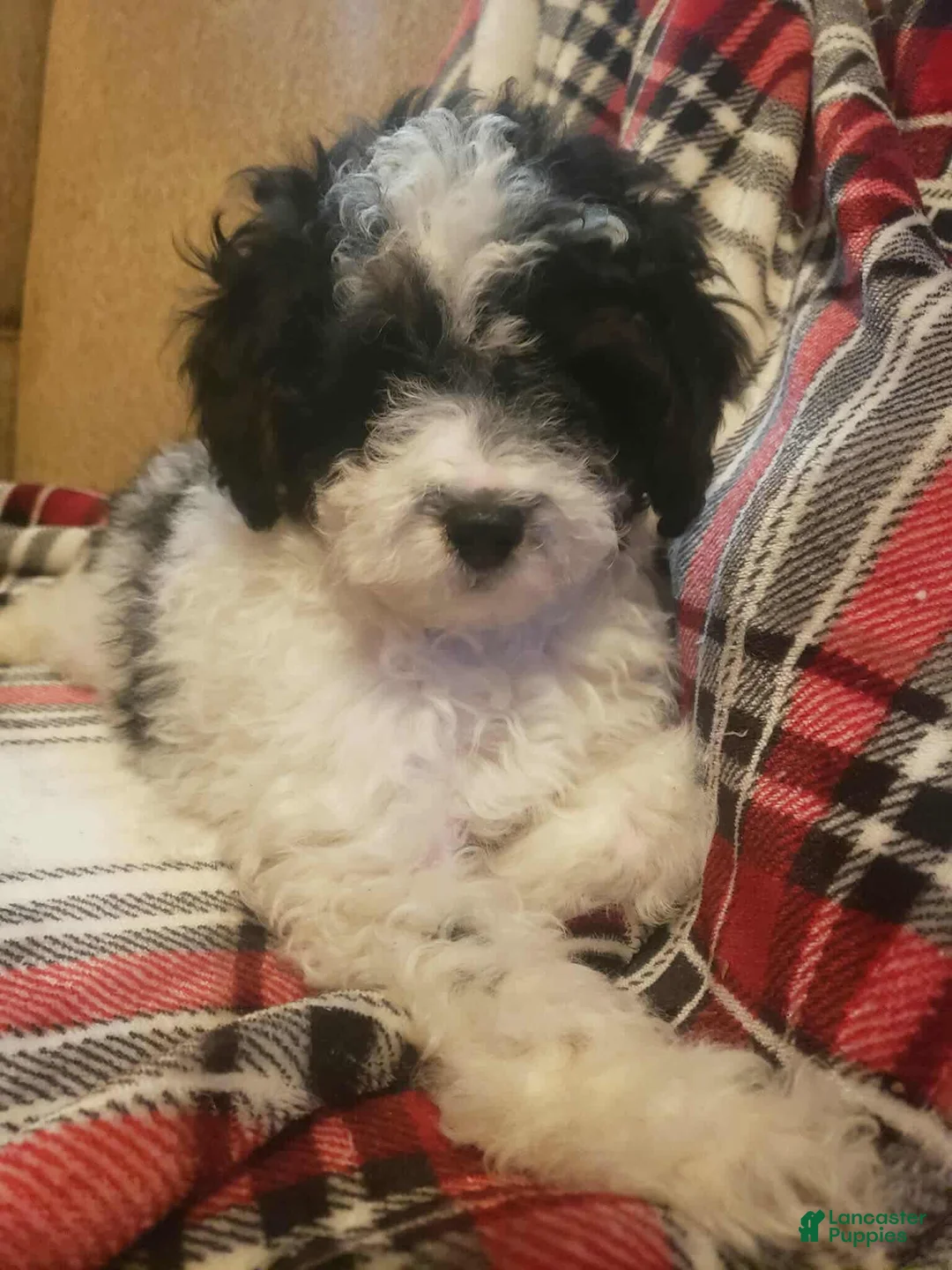 Miniature Poodle dogs for sale: Cirrus  - Ad 1