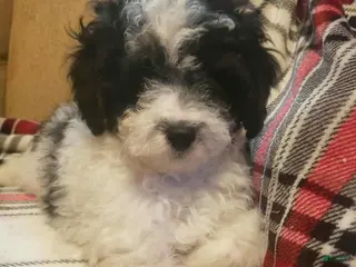 Miniature Poodle dogs for sale: Cirrus - Ad 2