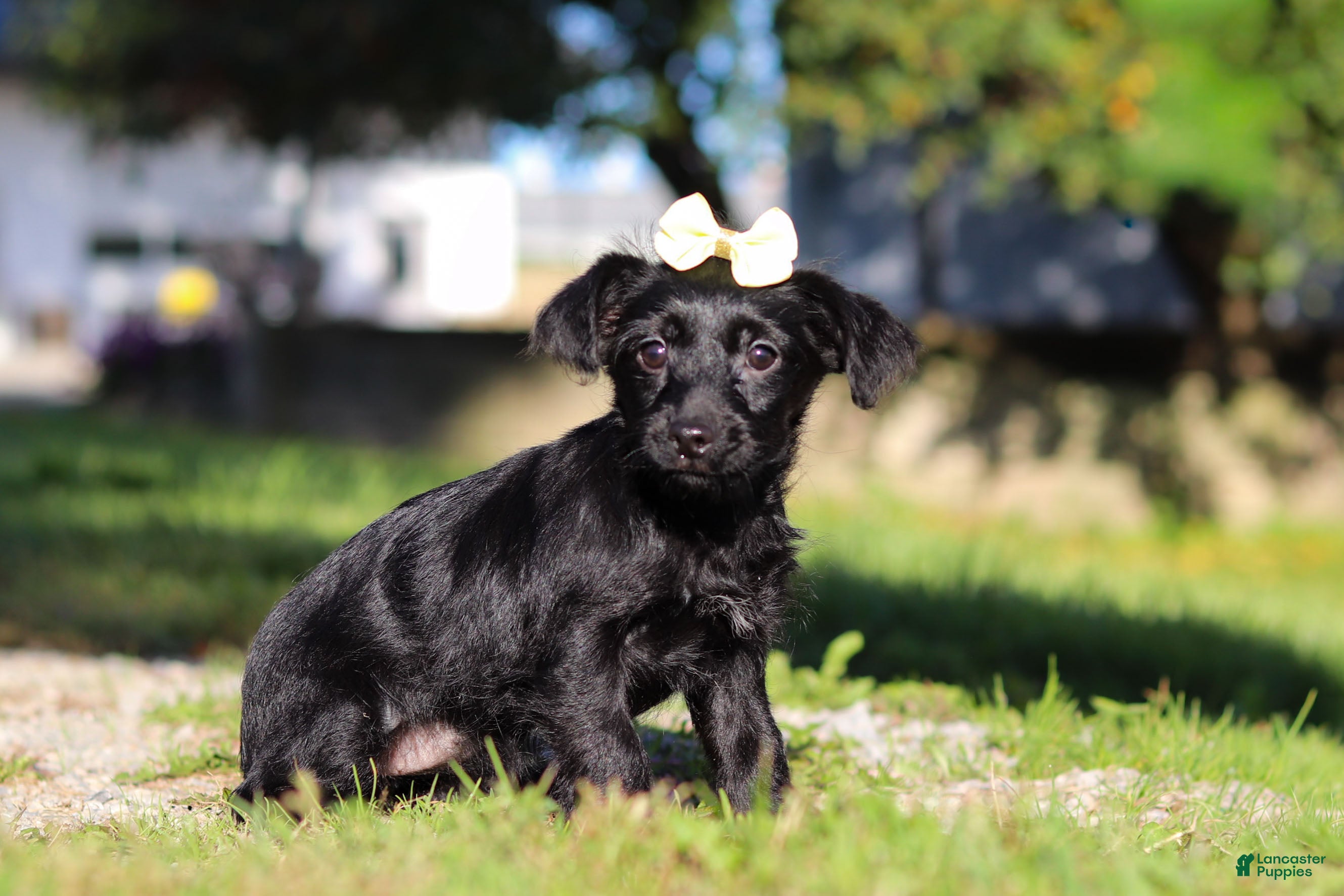 Yorkiepoo dogs Pansy - Ad 2