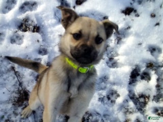 Mixed Breed dogs Fussy - Ad 2