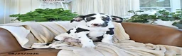 Great Dane dogs for sale: Bella   - Ad 3