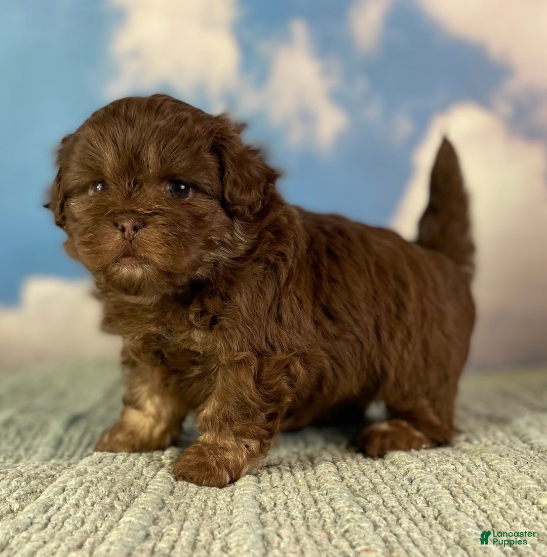 Mixed Breed dogs for sale: Mocha - Ad 5