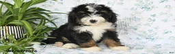 Mini Bernedoodle dogs for sale: Vicky - Ad 5