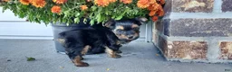 Yorkshire Terrier dogs for sale: Daisy - Ad 2