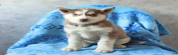 Siberian Husky dogs for sale: Talia - Ad 3