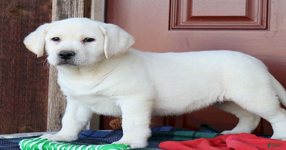 Ginger - Champ line for sale in Denver | Lancaster Puppies