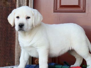Labrador Retriever dogs Ginger - Champ line - Ad 30
