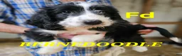 Bernedoodle dogs for sale: Bernedoodle  - Ad 7