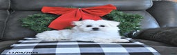 Maltese dogs for sale: Elf - Ad 5