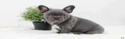 French Bulldog dogs for sale: Garrett - Ad 5