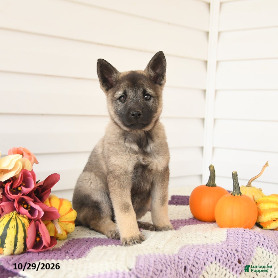 Mixed Breed dogs for sale: Autumn - Ad 1
