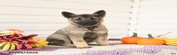 Mixed Breed dogs for sale: Autumn - Ad 1