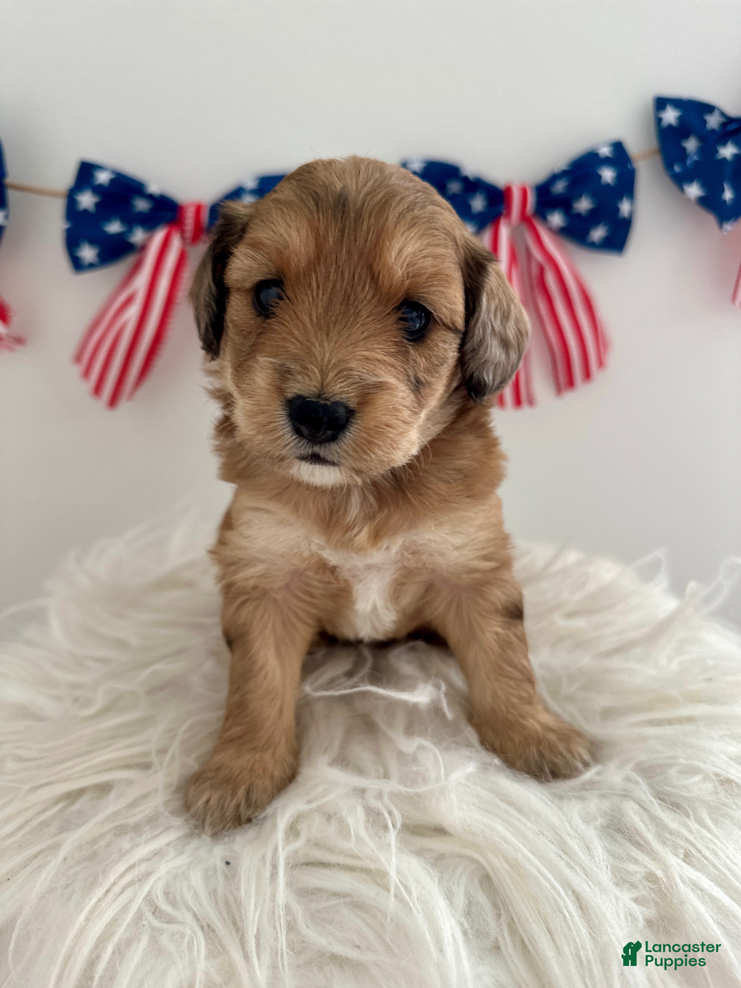 Mini Aussiedoodle dogs Mini Aussiedoodle Puppy 6 - Ad 1