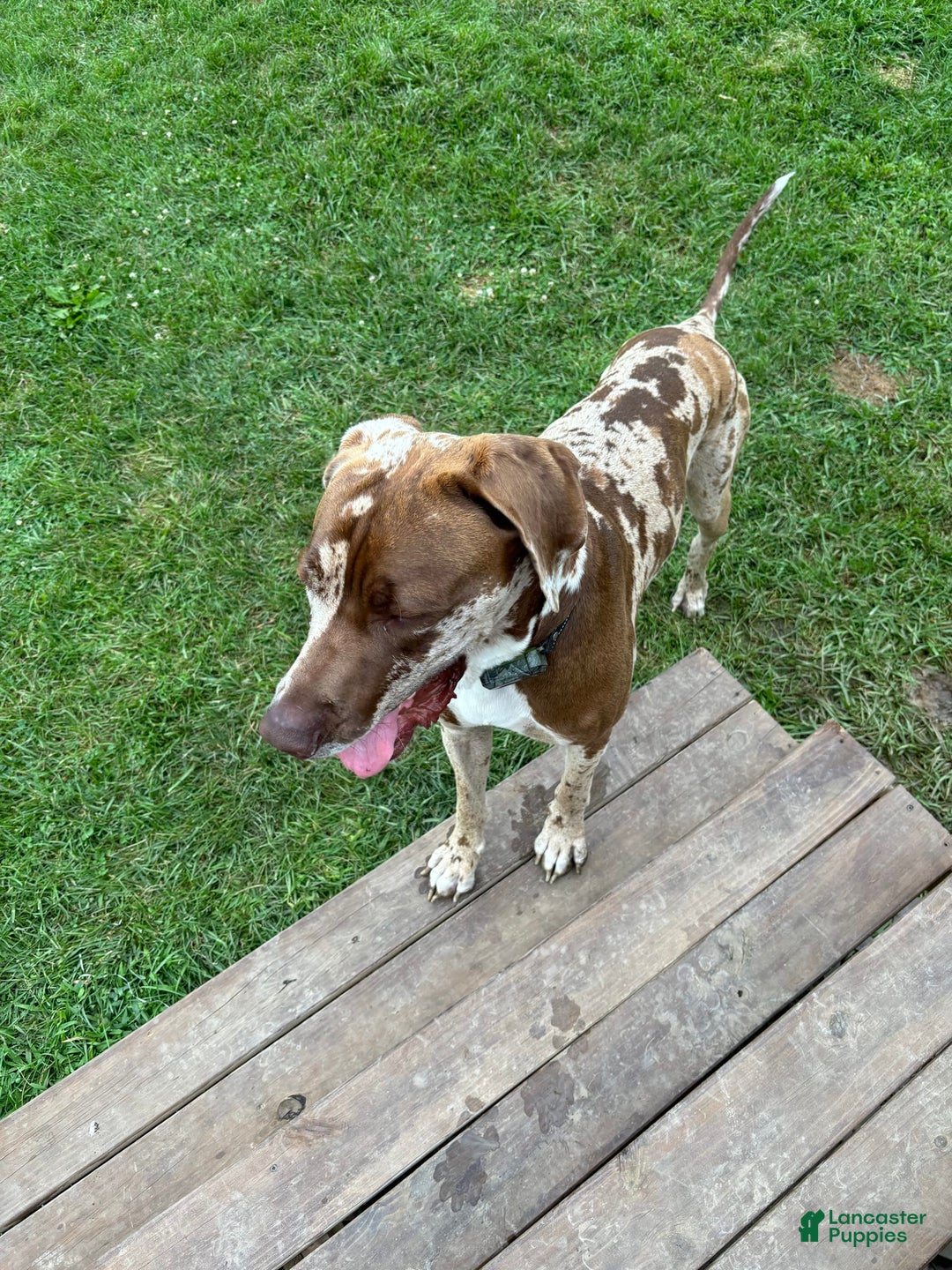 Gallery Image {{count}}